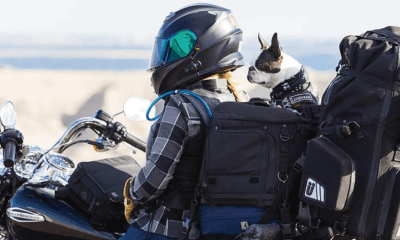 Da multa llevar a tu mascota en la moto Esto dicen las autoridades 2